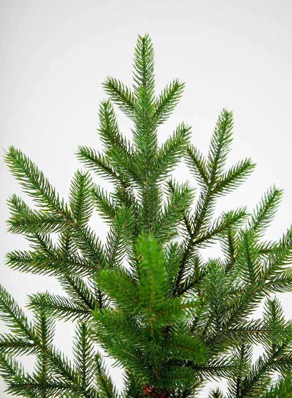 eveXmas - Onyx Classique Vert - 220cm - Sapin de Noël Artificiel - 853 Branches 100% Pointes en Polyéthylène - avec Support en métal