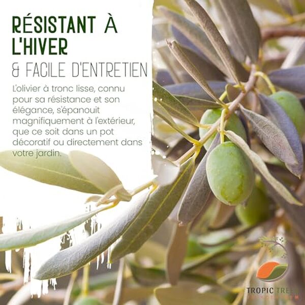 Découvrez notre analyse complète de l'olivier naturel Tropictrees 160 cm : atouts, caractéristiques et conseils pour un jardin méditerranéen optimal.