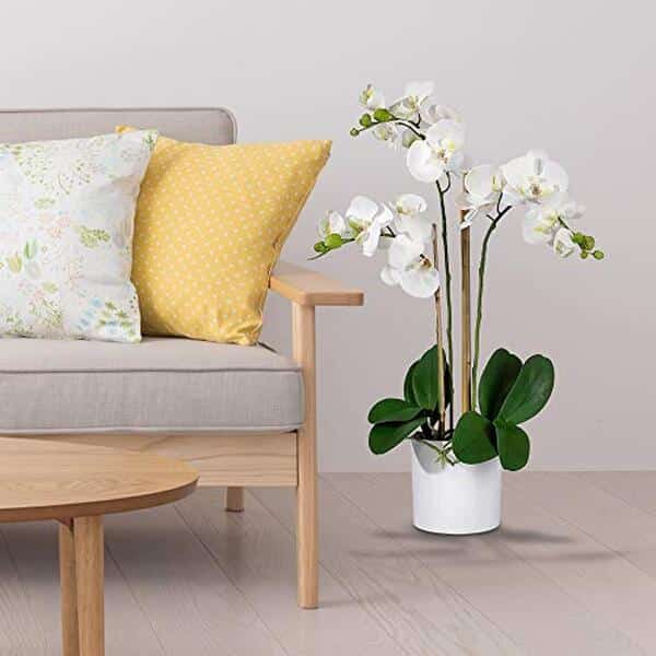 Découvrez l'élégance et le réalisme des orchidées artificielles Serene Spaces Living avec notre avis complet sur leur qualité et leur esthétique.