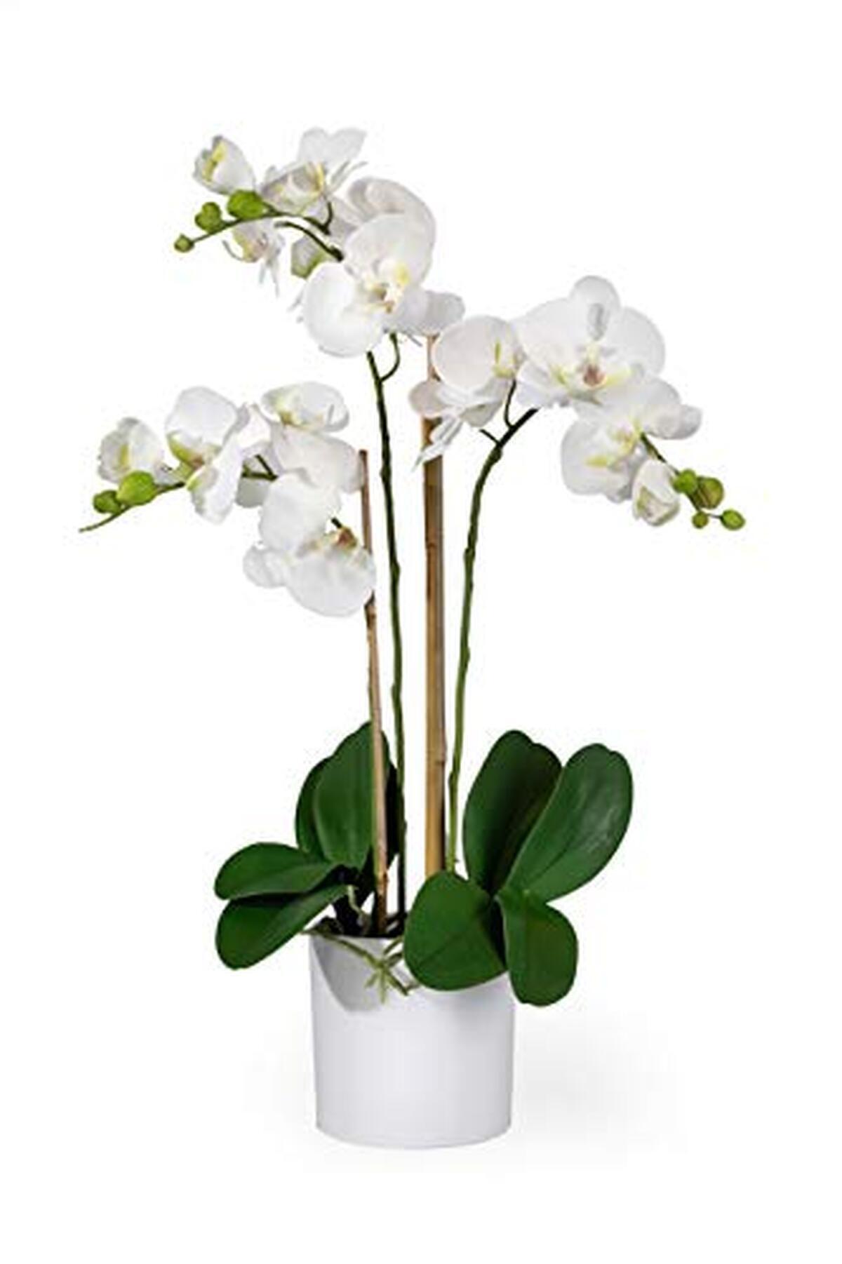 Avis sur les orchidées artificielles Serene Spaces Living : élégance et réalisme